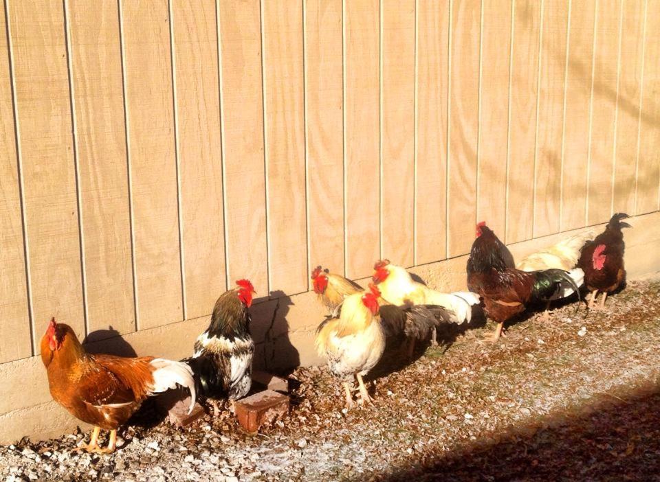 Netherfield Natural Farm Fontana Екстер'єр фото